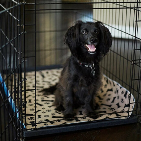 PUPEE™ Premium Reusable Dog Pee Pad - Tribe of Pets PUPEE™ Premium Reusable Dog Pee Pad - Tribe of Pets