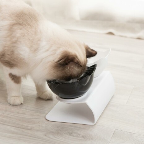 Design Cat Feeder Tray - Tribe of Pets Design Cat Feeder Tray - Tribe of Pets