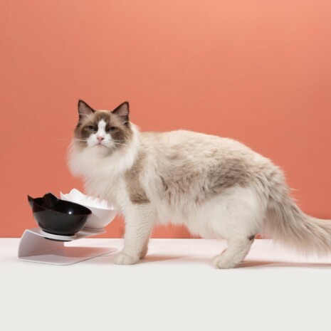 Design Cat Feeder Tray - Tribe of Pets Design Cat Feeder Tray - Tribe of Pets