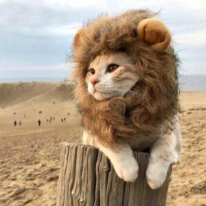 The Lion Cat - Cat Lion Costume - Brown fur / L - Tribe of Pets
