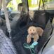 Doggy™ Premium Dog Car Seat Cover - Tribe of Pets