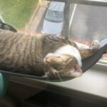 EasyLife™ Cat Hammock photo review