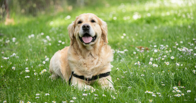 Dog Training: How to Train Your Dog & Benefits of Dog Training