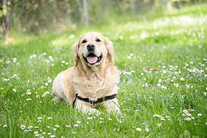 happy dog in garden