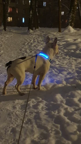 Dog Safety LED Collar photo review