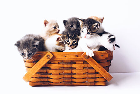 kitten in a basket