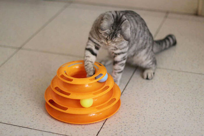 cat play with the tower of babel toy