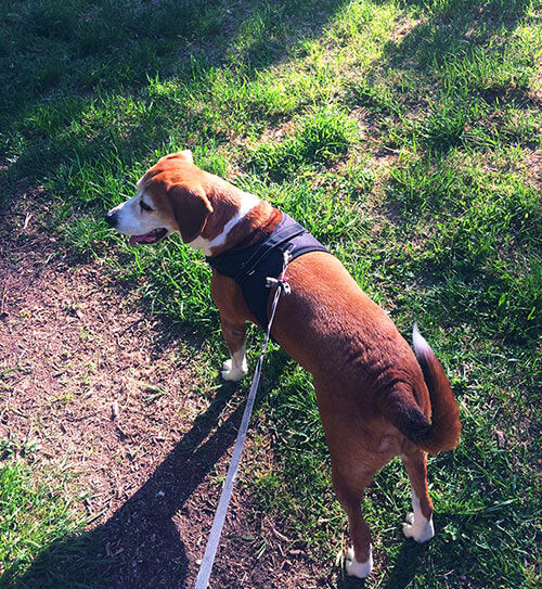 Large dog harness