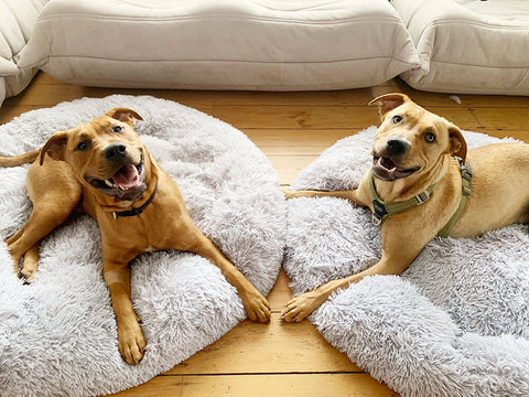 two dogs on the anxiety reducing pet bed